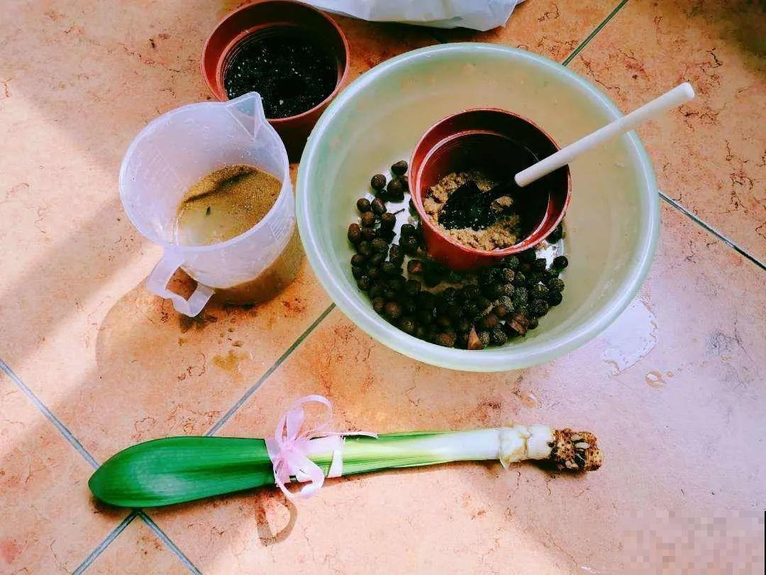 这花3年没浇水，却疯长得把盆撑爆，懒人福利啊！