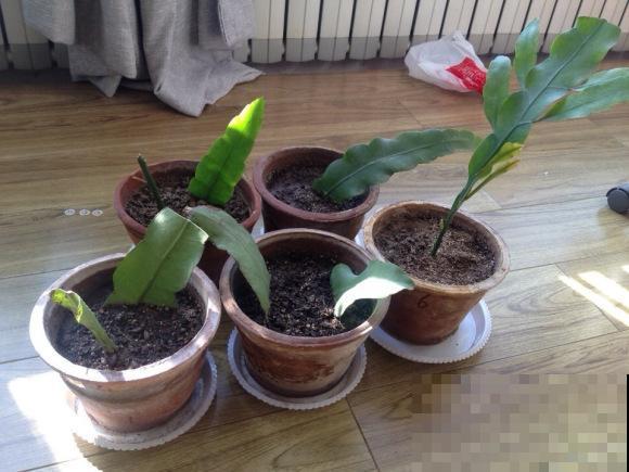 搬个椅子守了一晚上,就为了看昙花,我真是太拼了! 搬个椅子守了一晚上,就为了看昙花,我真是太拼了!