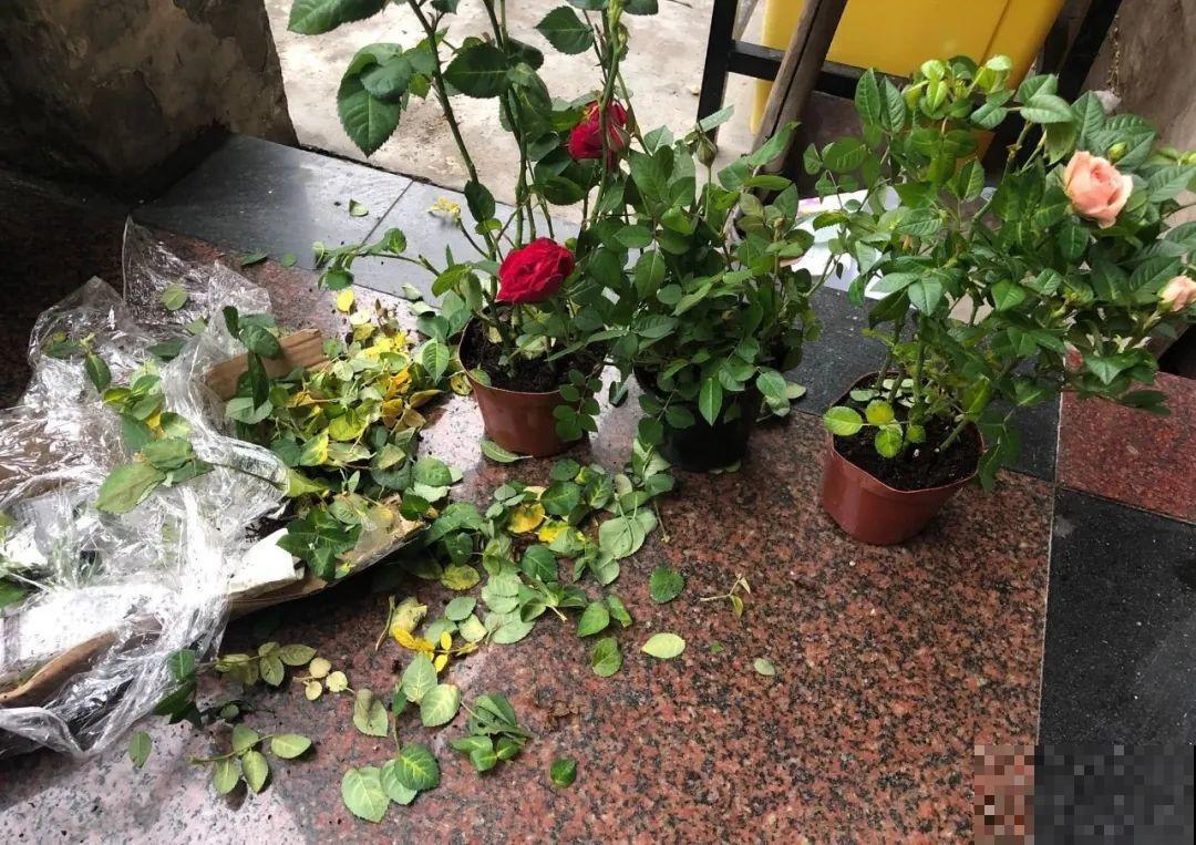 周末去花市捡漏，这花竟然1块钱1棵，赶紧买！