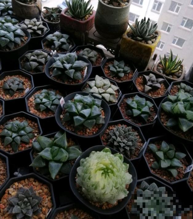 这些多肉都是贵族，一个比一个贵，还个个娇气难养！