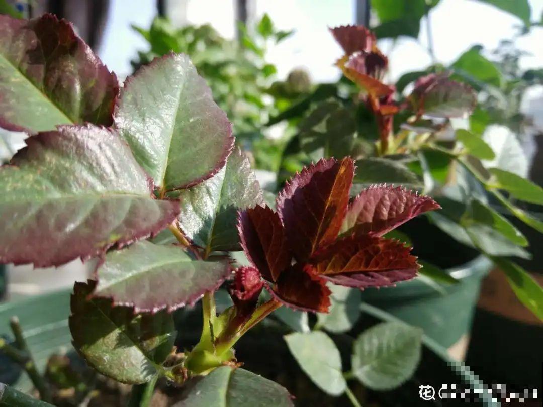 花养成光杆司令，赶紧这么救，3天冒新芽！