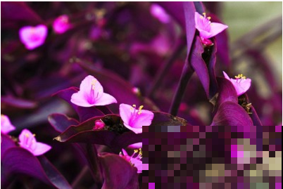 路边常见的4种花，名字里带梅，却不是梅花！