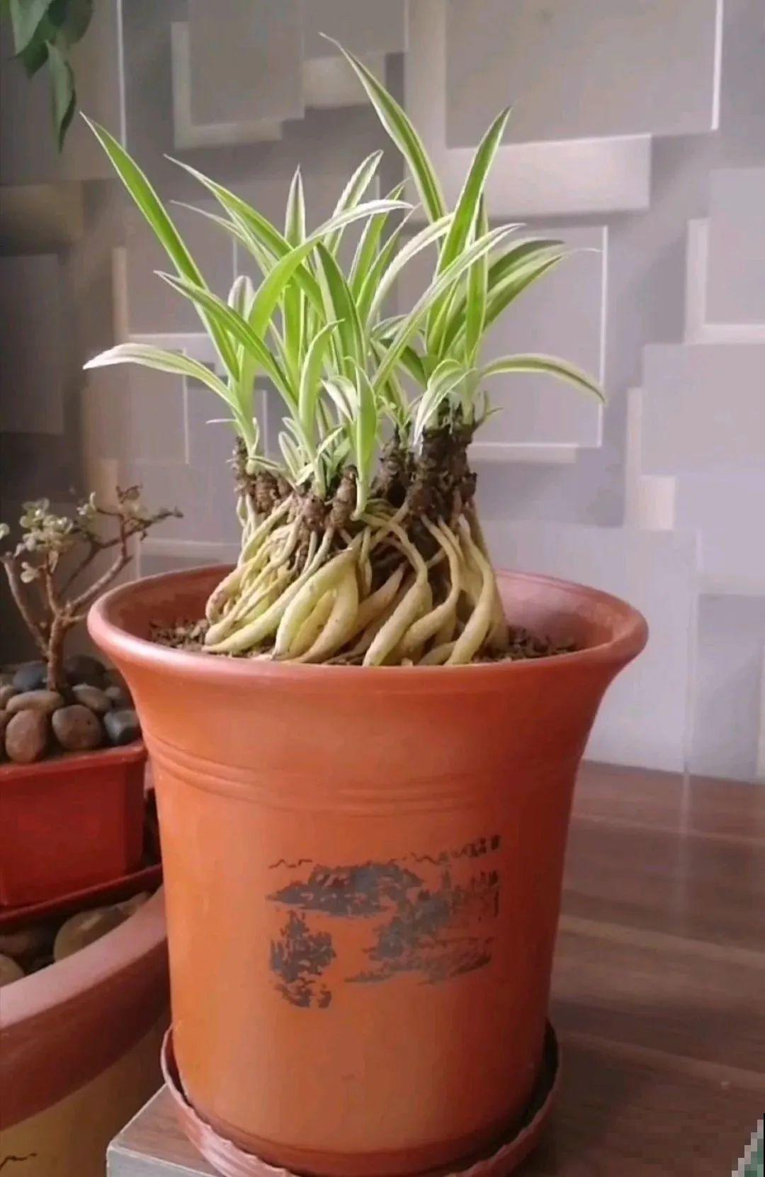 吊兰一根枝,爆出50个小吊,太漂亮! 吊兰一根枝,爆出50个小吊,太漂亮!