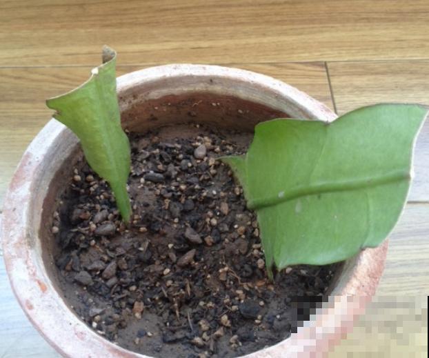 搬个椅子守了一晚上,就为了看昙花,我真是太拼了! 搬个椅子守了一晚上,就为了看昙花,我真是太拼了!