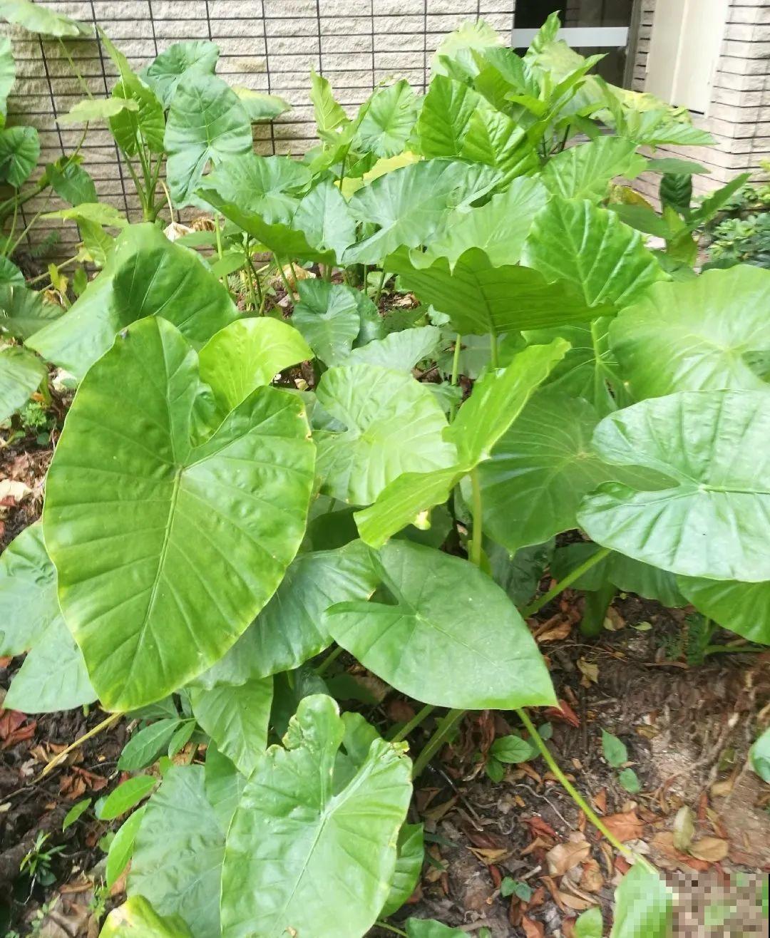有些花有毒,家里有孩子要注意,不能乱碰 有些花有毒,家里有孩子要注意,不能乱碰