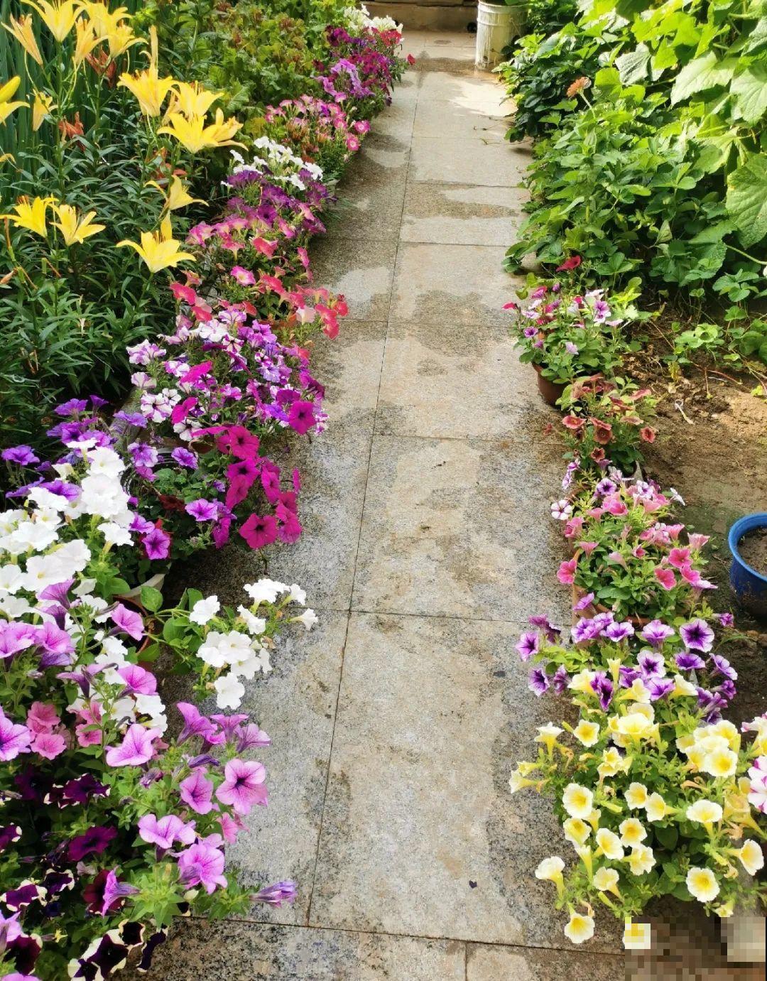 70岁老妈,一天也闲不住,院子里种满了花! 70岁老妈,一天也闲不住,院子里种满了花!