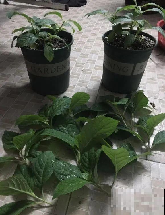 5种花不能长太高，一长高就砍，否则再也不开花！