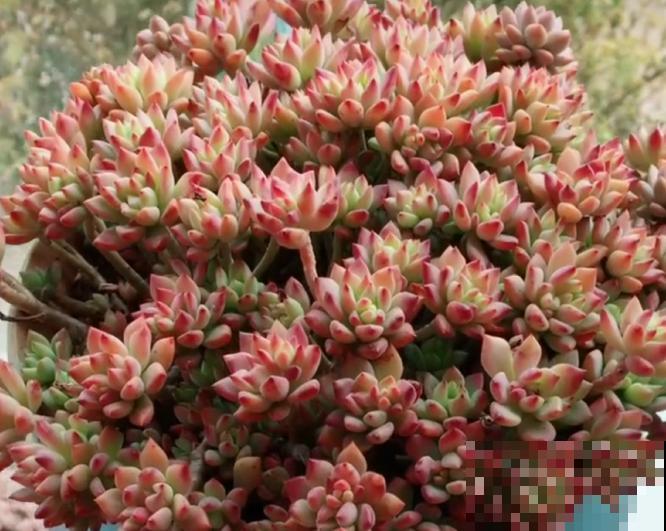 养了5年多肉,从小白变成大神,这些经验送你了! 养了5年多肉,从小白变成大神,这些经验送你了!