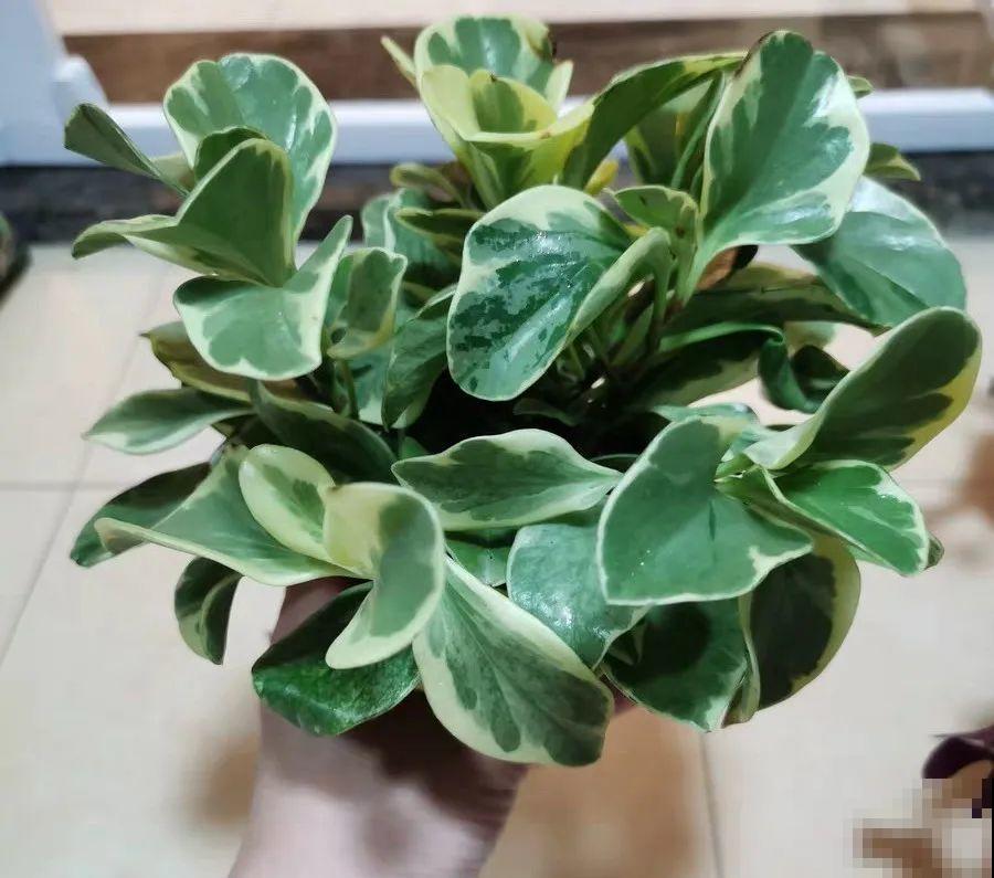 12种花，堪称“耐阴王”，比绿萝好看一万倍！