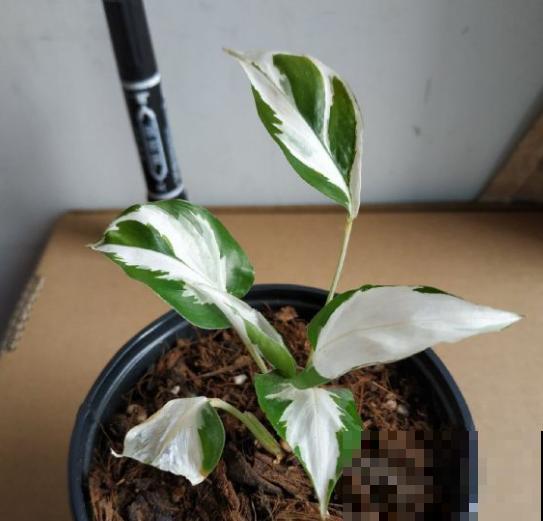 别养绿萝了,这种超级耐阴王,叶子比油画还美! 别养绿萝了,这种超级耐阴王,叶子比油画还美!