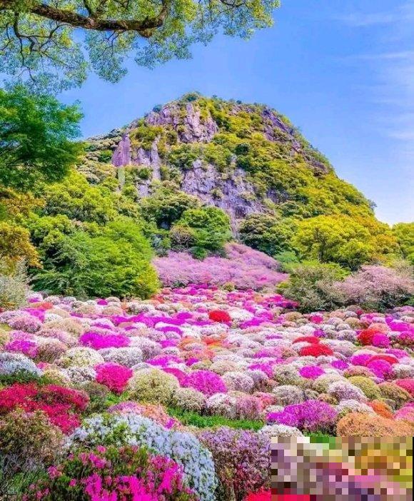 中国这个地方，漫山遍野都是花，去了都不想回！