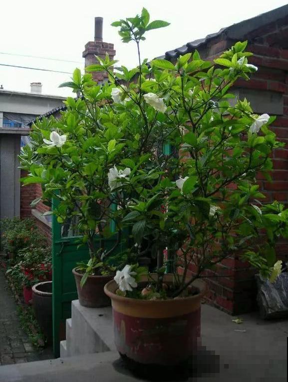 养这花，10年都不用换盆，照样养成传家宝