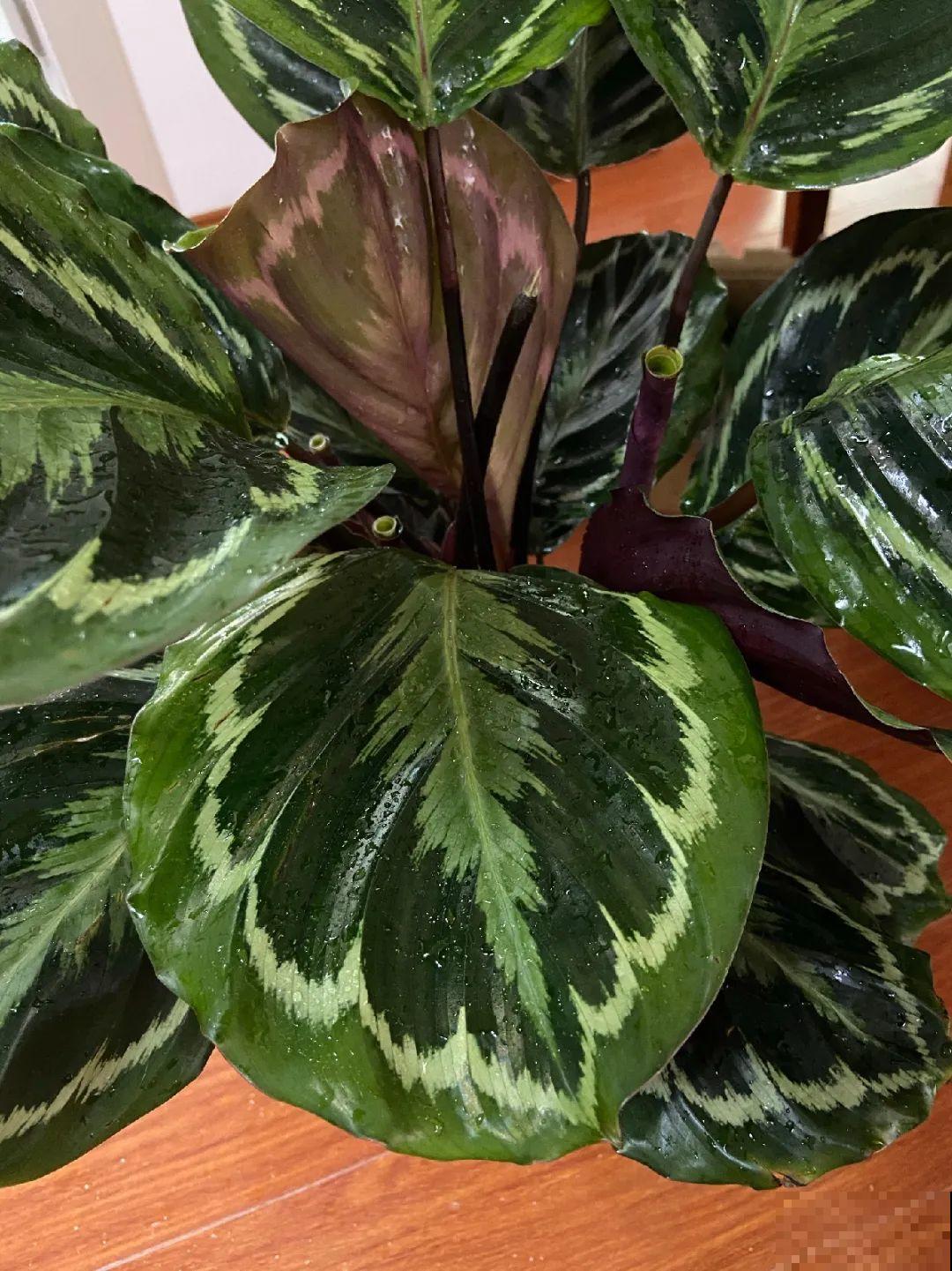 5种花,卧室不能养,离太近都不好! 5种花,卧室不能养,离太近都不好!