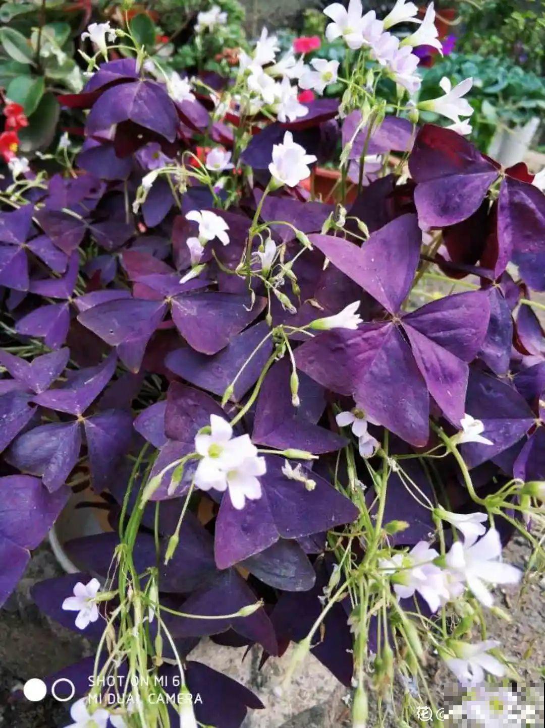 9种花,夏天剃个小平头,平平稳稳度夏天 9种花,夏天剃个小平头,平平稳稳度夏天