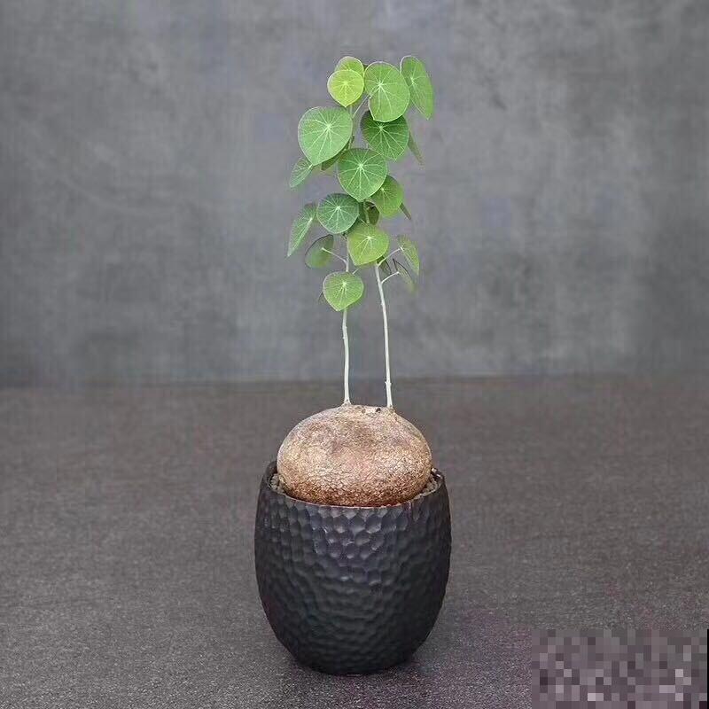 这5种植物，叶子长得太像了，放一块你绝对认不出来！