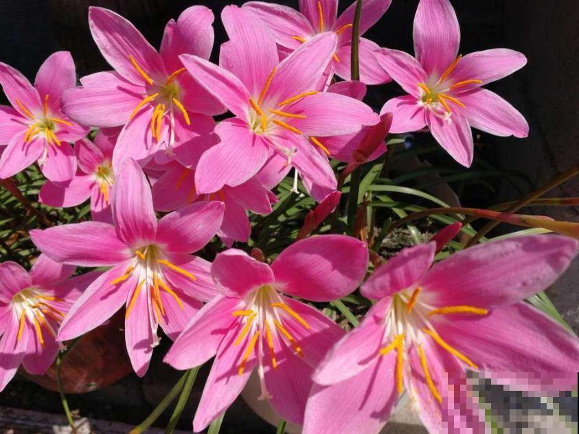 奇葩的催花方式:淋雨,越淋雨越开花! 奇葩的催花方式:淋雨,越淋雨越开花!