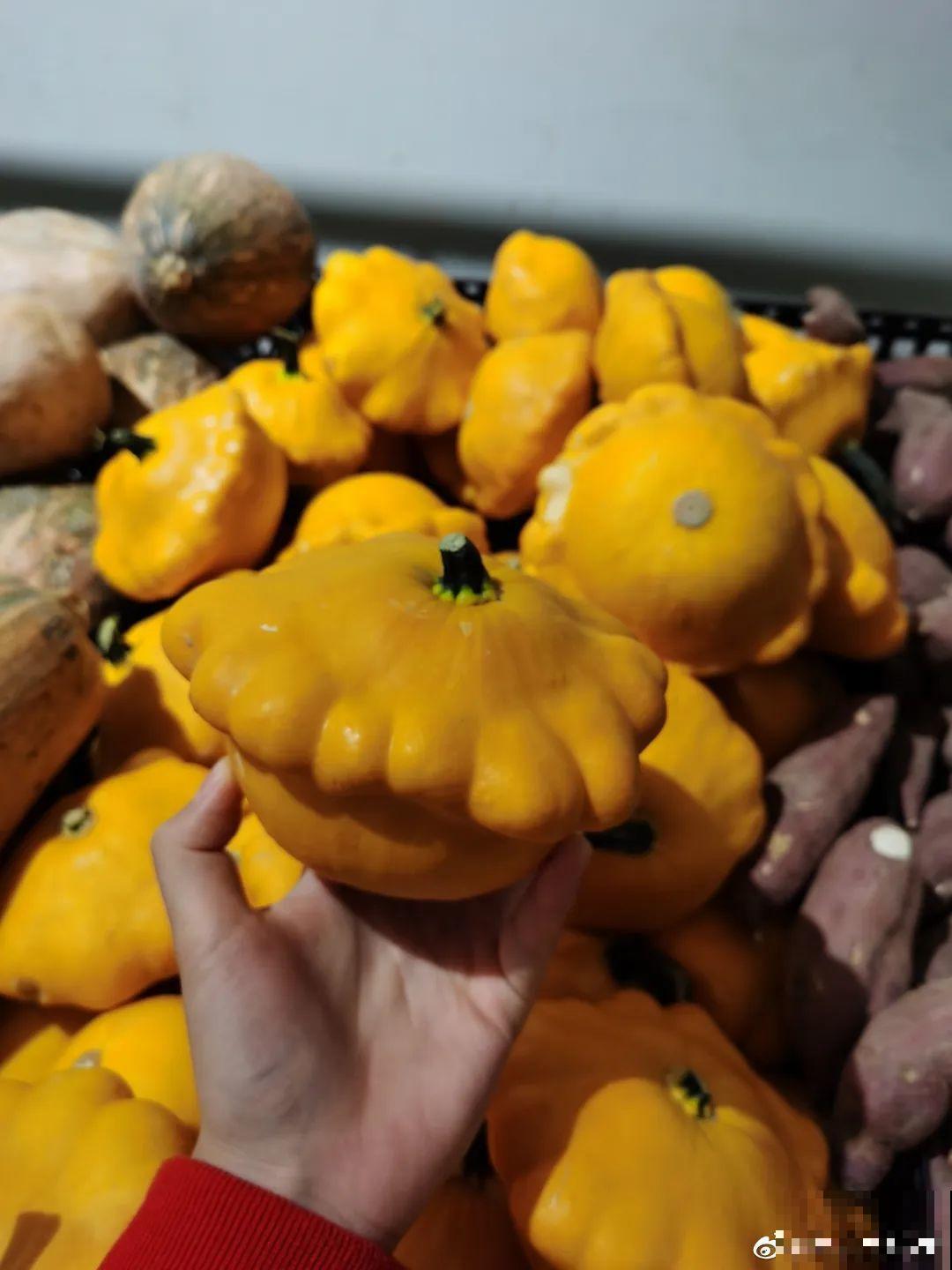 西红柿养成树,1年能结6000斤果,巨无霸第一次见! 西红柿养成树,1年能结6000斤果,巨无霸第一次见!