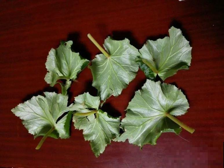 夏天的“必死花”，学会一个小妙招，度夏一盆也不死！