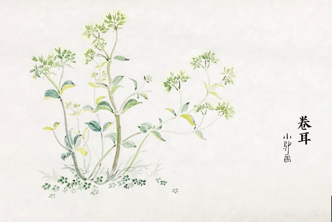 诗经里的植物,美了3000多年,有图有真相! 诗经里的植物,美了3000多年,有图有真相!