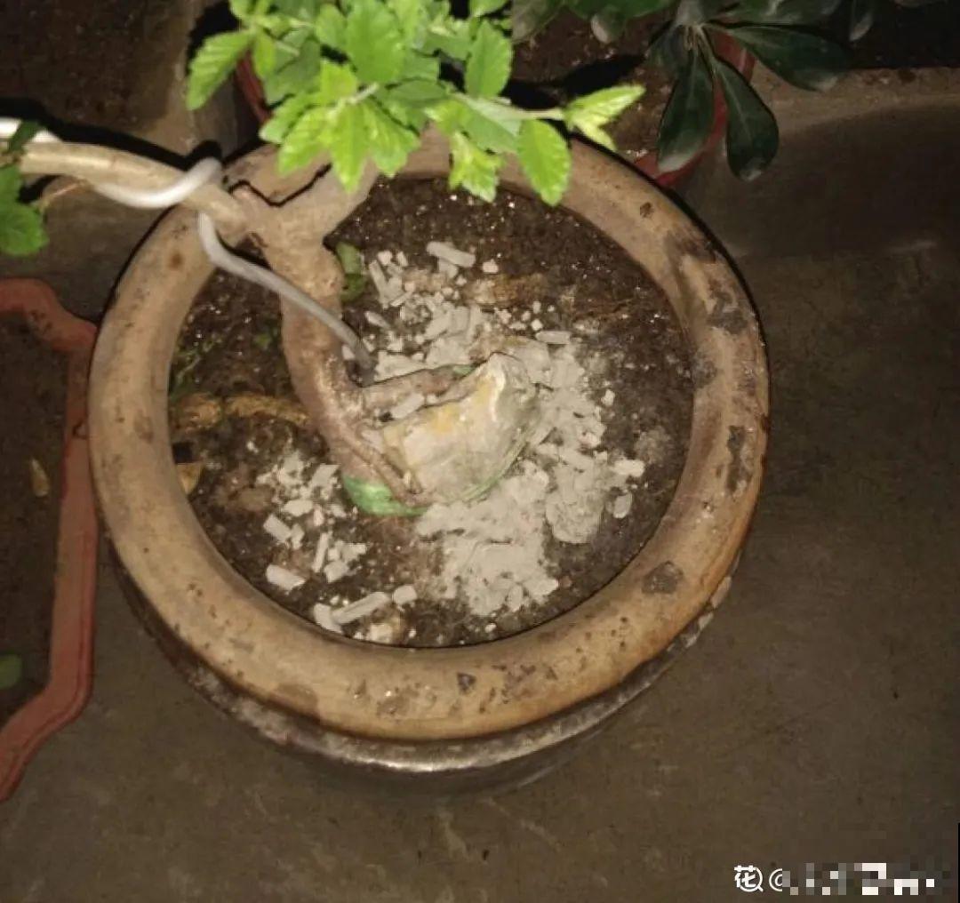 花盆长出这4种东西，别犹豫，赶紧换土