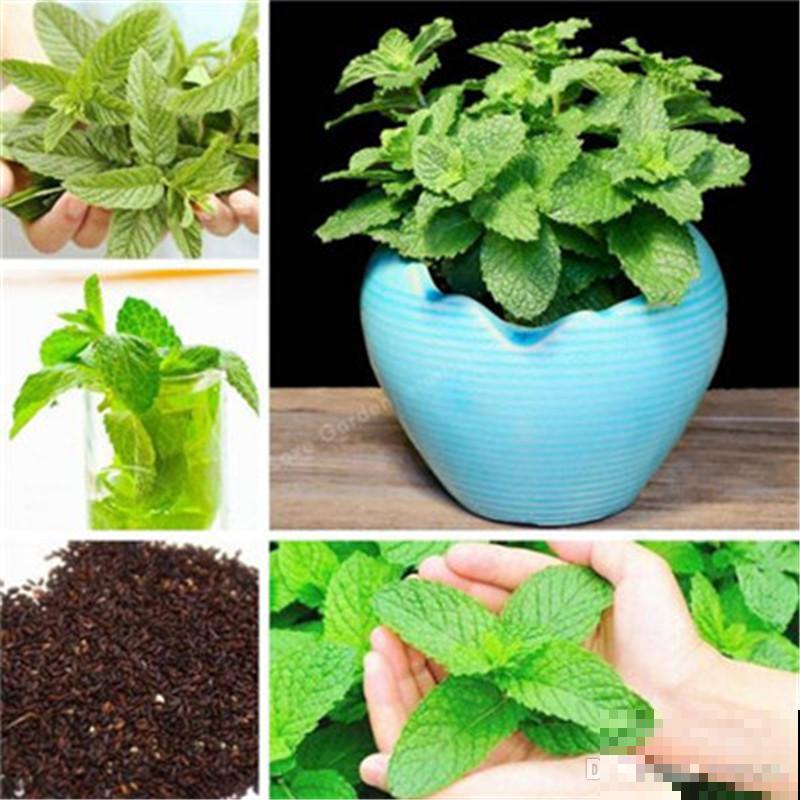 6种香草植物,驱蚊效果特别好,还能泡茶喝! 6种香草植物,驱蚊效果特别好,还能泡茶喝!