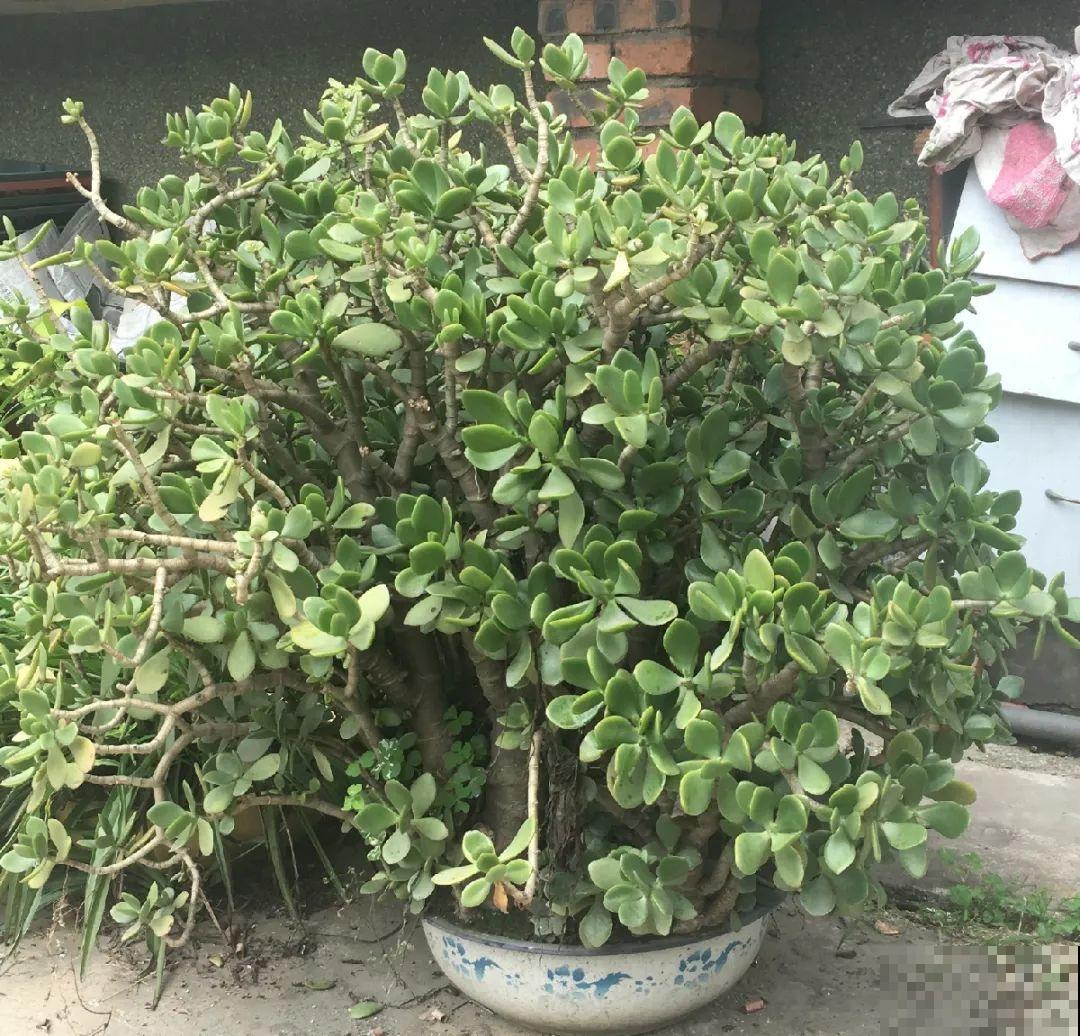 10种花,夏天怕淋雨,下雨赶紧搬进屋! 10种花,夏天怕淋雨,下雨赶紧搬进屋!