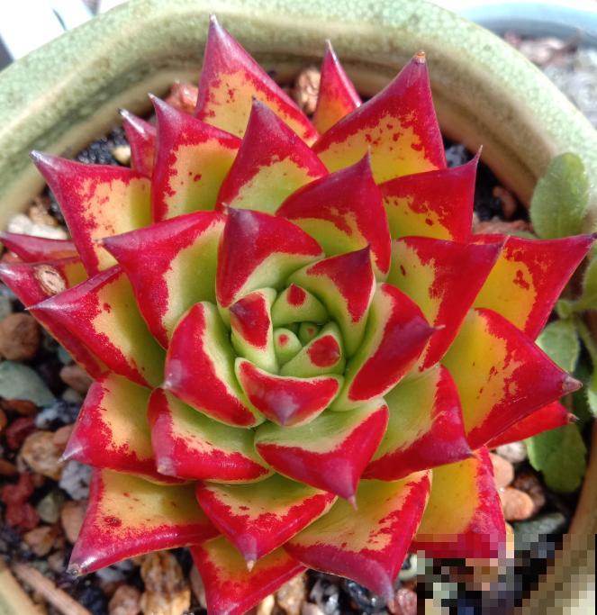 养了5年多肉,从小白变成大神,这些经验送你了! 养了5年多肉,从小白变成大神,这些经验送你了!