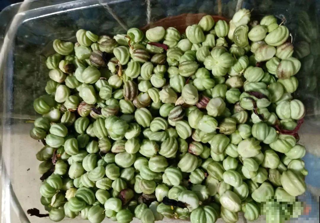 15种花繁殖力强，种子扔土里，呼呼冒出一大片