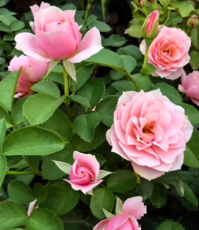 8款冷门月季,表现特别好,但是养的人不多! 8款冷门月季,表现特别好,但是养的人不多!