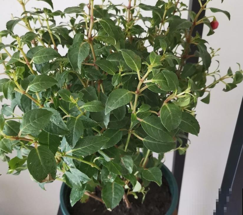 三伏天来了,这4种花赶紧断水,一浇一个死! 三伏天来了,这4种花赶紧断水,一浇一个死!