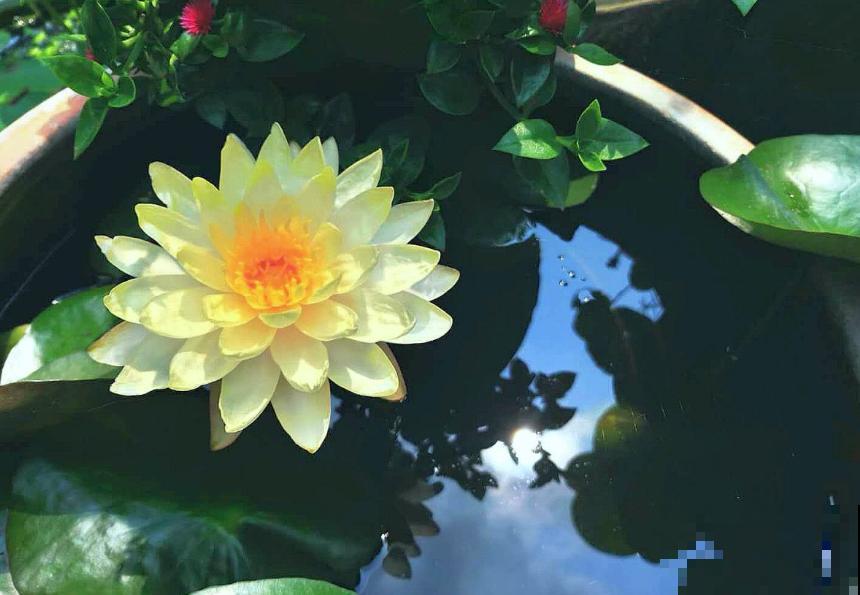 关于荷花,4个令人叹绝的冷知识,看完真长见识了! 关于荷花,4个令人叹绝的冷知识,看完真长见识了!