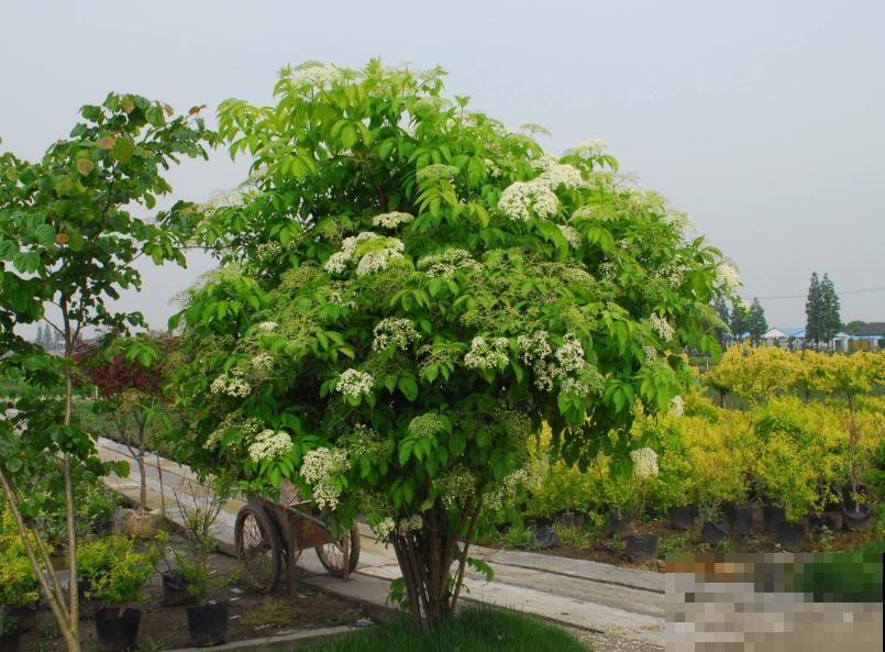 这些植物名字很难听，我都叫不出口，但是开花超级美！