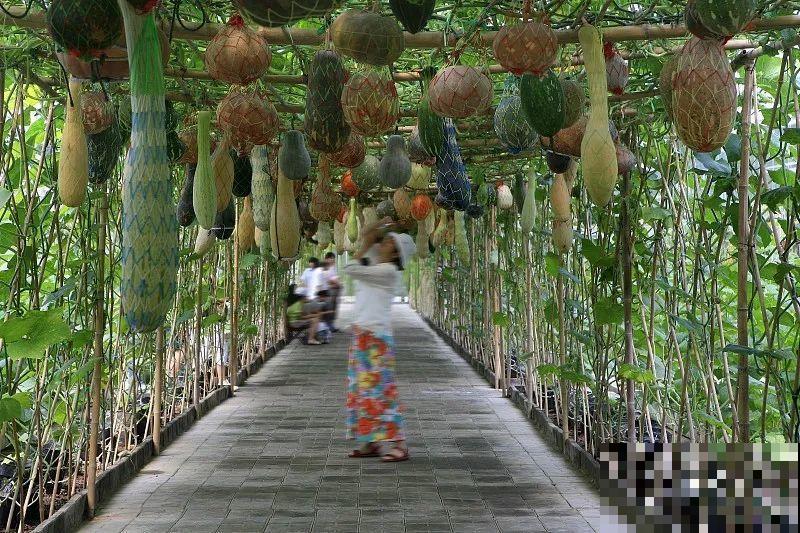 菜园就是花园，这才是养花、种菜的最高境界！