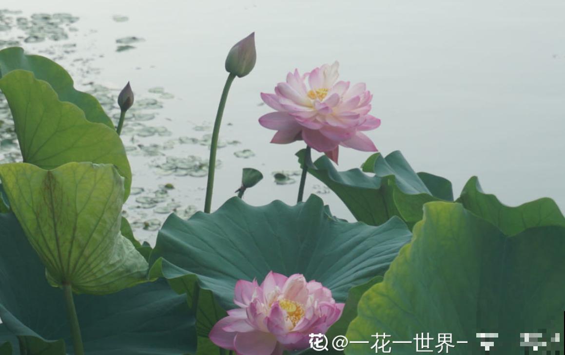 关于荷花,4个令人叹绝的冷知识,看完真长见识了! 关于荷花,4个令人叹绝的冷知识,看完真长见识了!