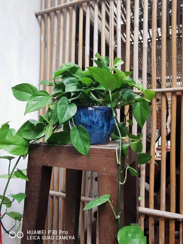 家里养绿萝,喂点尿素,叶子绿得直滴油 家里养绿萝,喂点尿素,叶子绿得直滴油