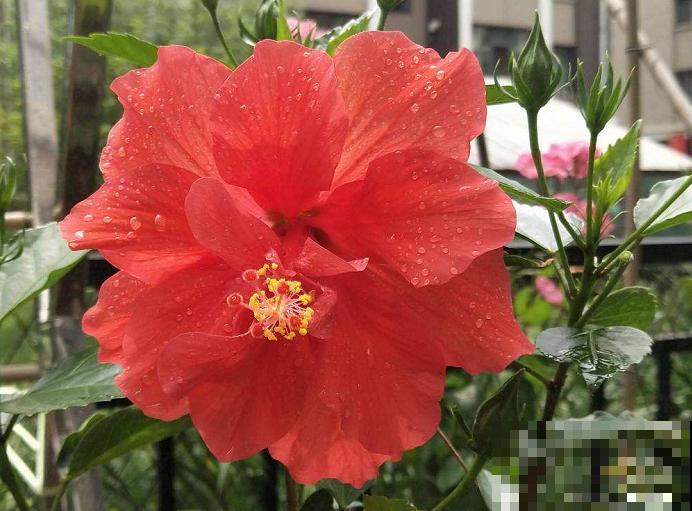 路边的芙蓉葵，一朵花比脸还大，耐旱又好养！