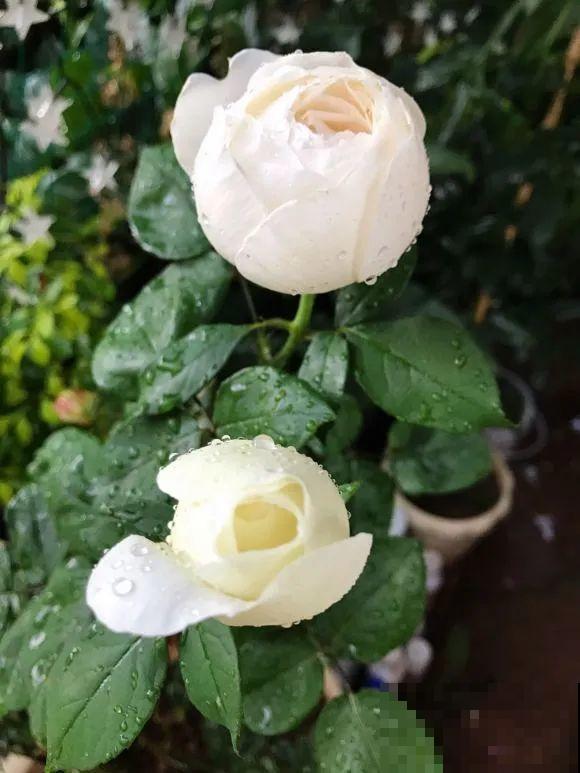 女儿辞职，回家养花，老爸说：15亩地，你负责养花，我负责蔬果！