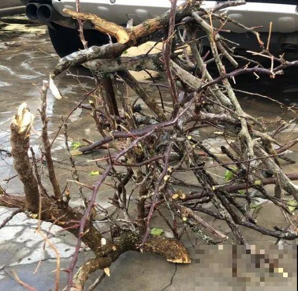 6种花扦插,杆子越粗越好活,根长成大扫把! 6种花扦插,杆子越粗越好活,根长成大扫把!