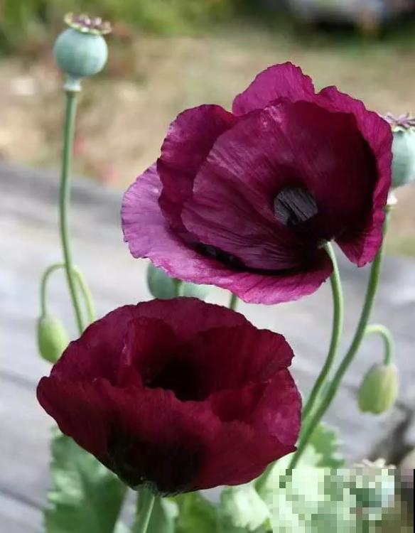 农村看到这种花,赶紧拔掉,养一棵也违法! 农村看到这种花,赶紧拔掉,养一棵也违法!