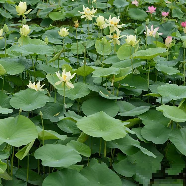 夏天最美的水生花,一个小盆就能养,越晒越好看! 夏天最美的水生花,一个小盆就能养,越晒越好看!