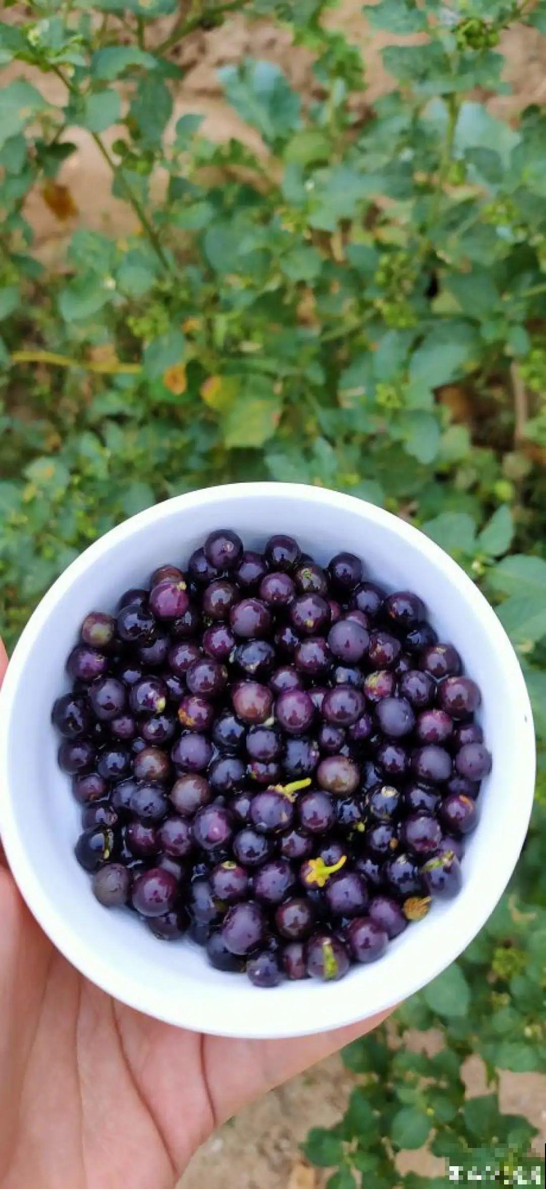 10种花有剧毒,遇到千万别乱碰,小心中毒! 10种花有剧毒,遇到千万别乱碰,小心中毒!