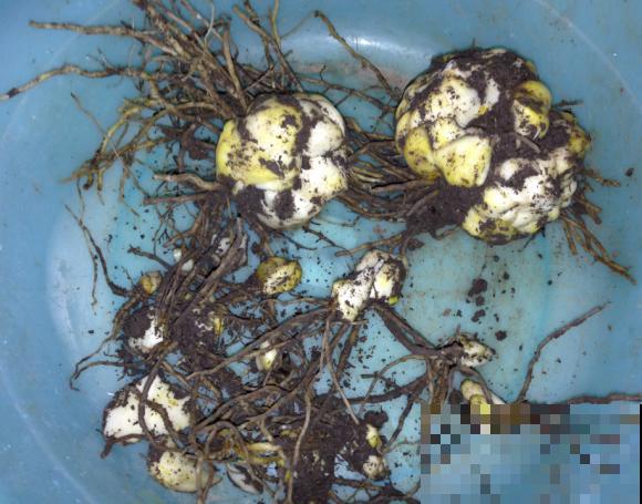 现在别买这种花,种了一年也不开,简直浪费钱! 现在别买这种花,种了一年也不开,简直浪费钱!