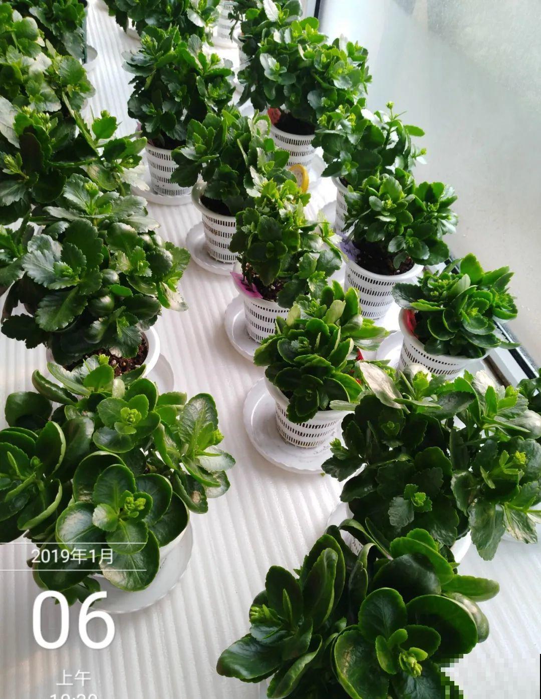 38℃高温，家里的花挺不过去，只剩盆了！