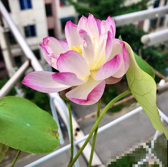 夏天最美的水生花,一个小盆就能养,越晒越好看! 夏天最美的水生花,一个小盆就能养,越晒越好看!