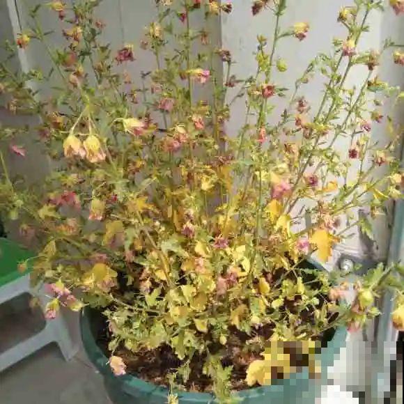 三角梅狠心剪一剪，花芽蹭蹭冒，开爆盆