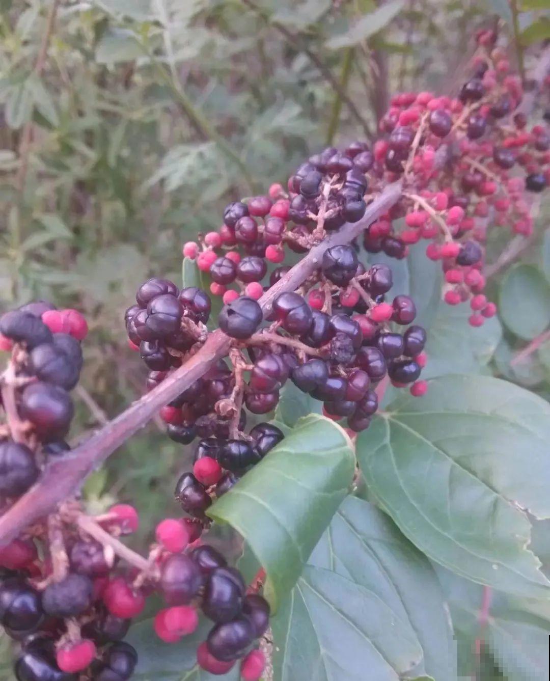 10种花有剧毒,遇到千万别乱碰,小心中毒! 10种花有剧毒,遇到千万别乱碰,小心中毒!