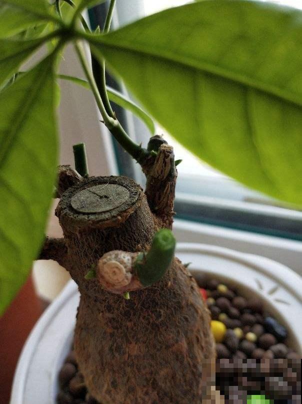 8种花超难养，养好一半，就是大神