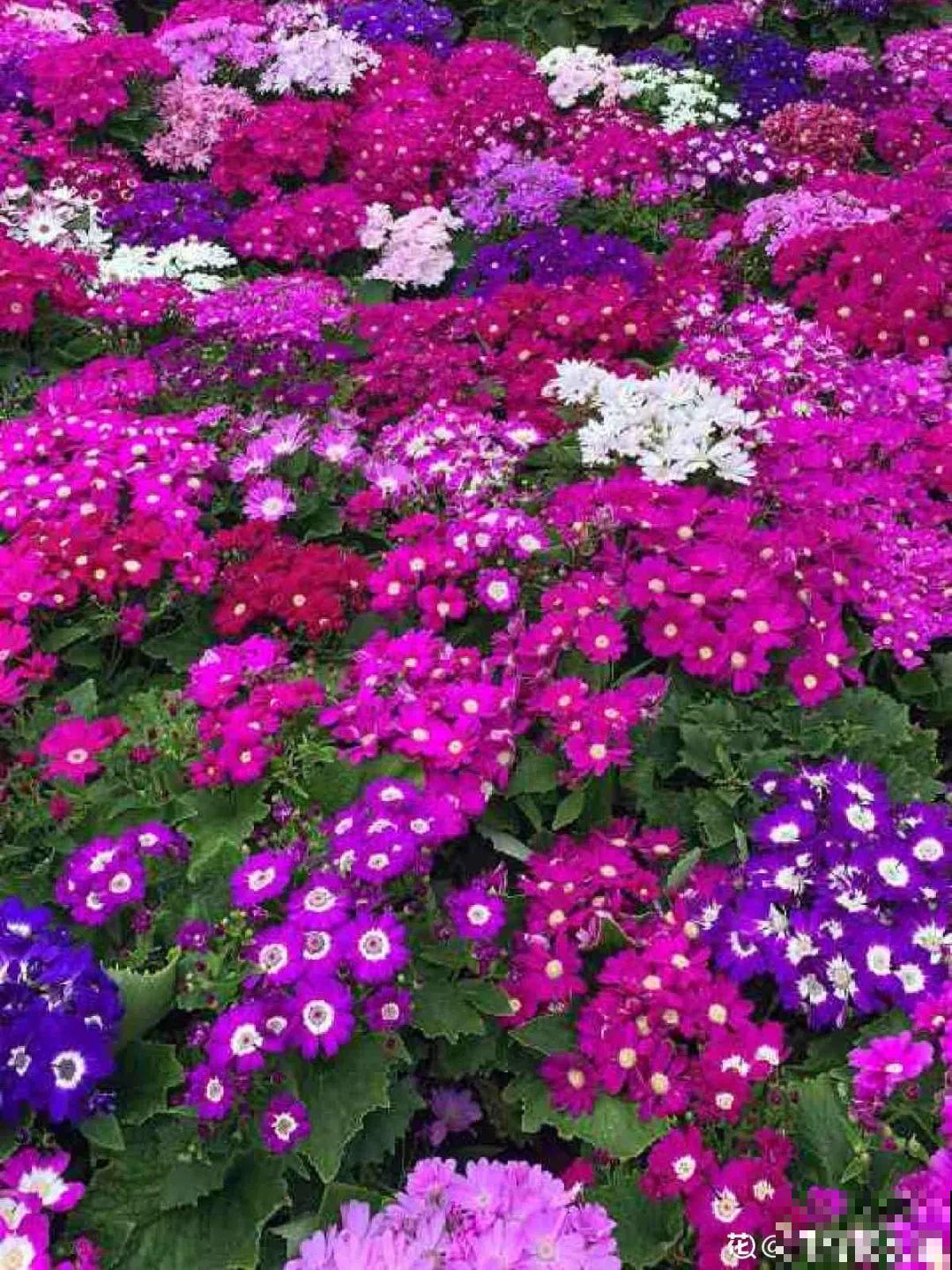 8种花是一次性的，开完就扔，别浪费时间！