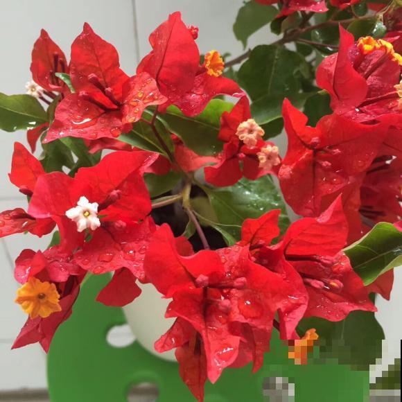 盘点好看的红色花，纯正的中国红，一眼就爱上了！