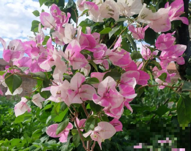 养这些花，就选一个最好的品种，随便养养都爆盆！